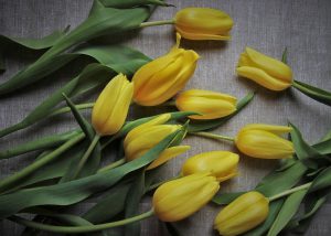 Untuk Merayakan, Hari Ibu, Tulip, Happy Time